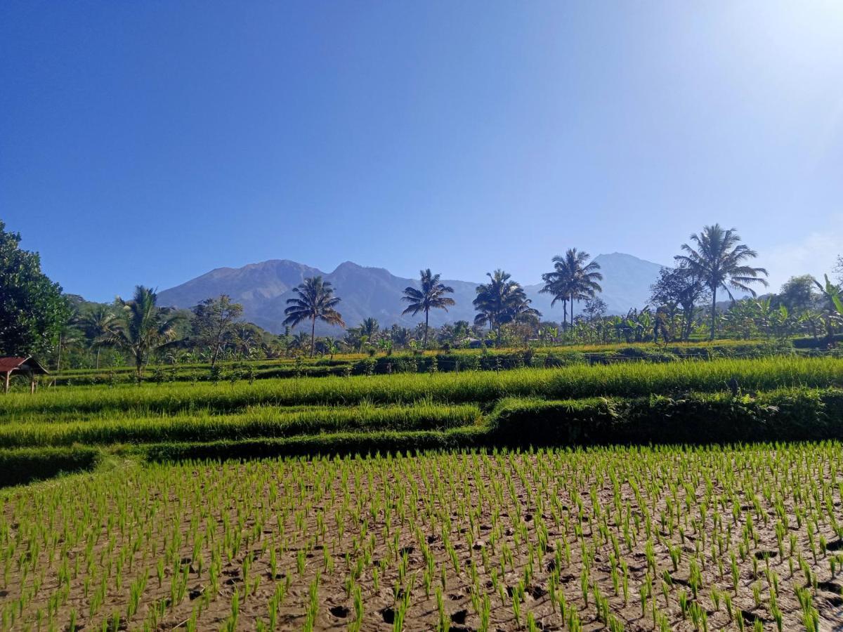 Tetebatu Sunrise Homestay Dış mekan fotoğraf