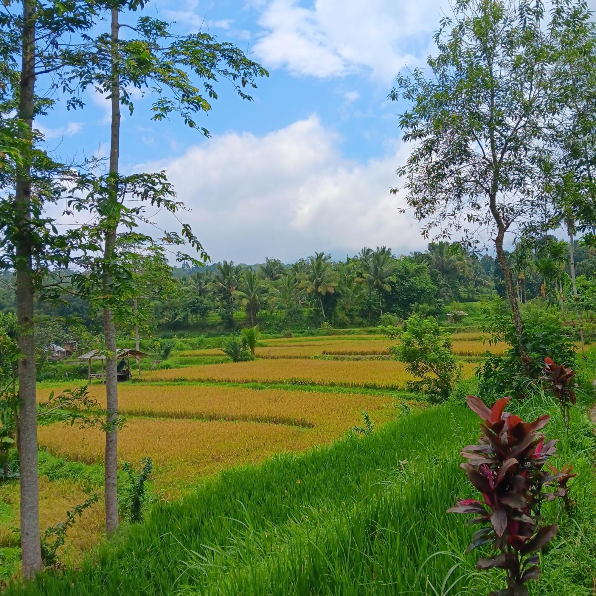 Tetebatu Sunrise Homestay Dış mekan fotoğraf