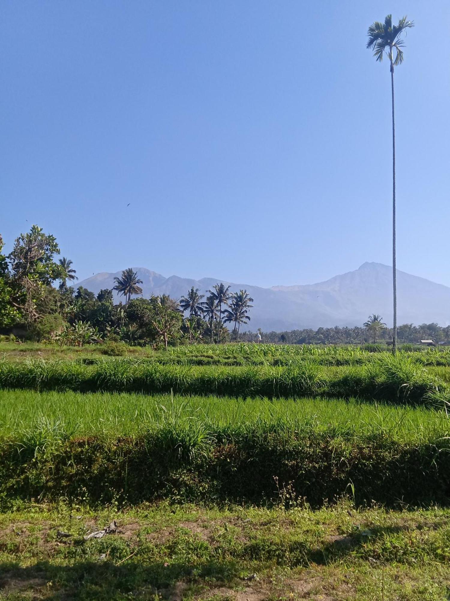 Tetebatu Sunrise Homestay Dış mekan fotoğraf