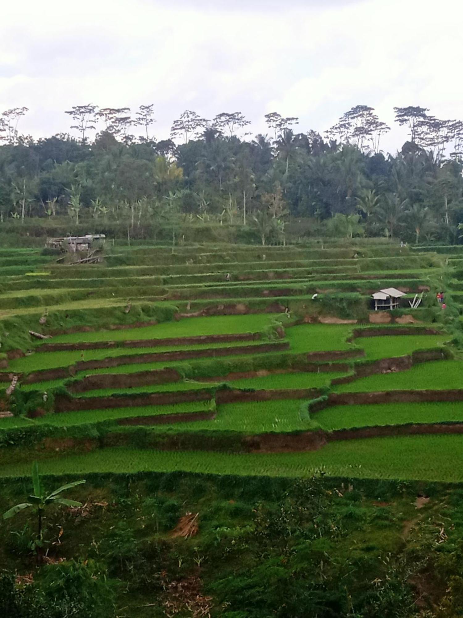 Tetebatu Sunrise Homestay Dış mekan fotoğraf